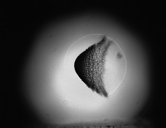 2017_T4 27_38Hz En100 % dt = 2_0 us SW PNGb240x185