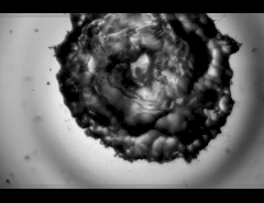 2017_Dominik Montage 3_240x185